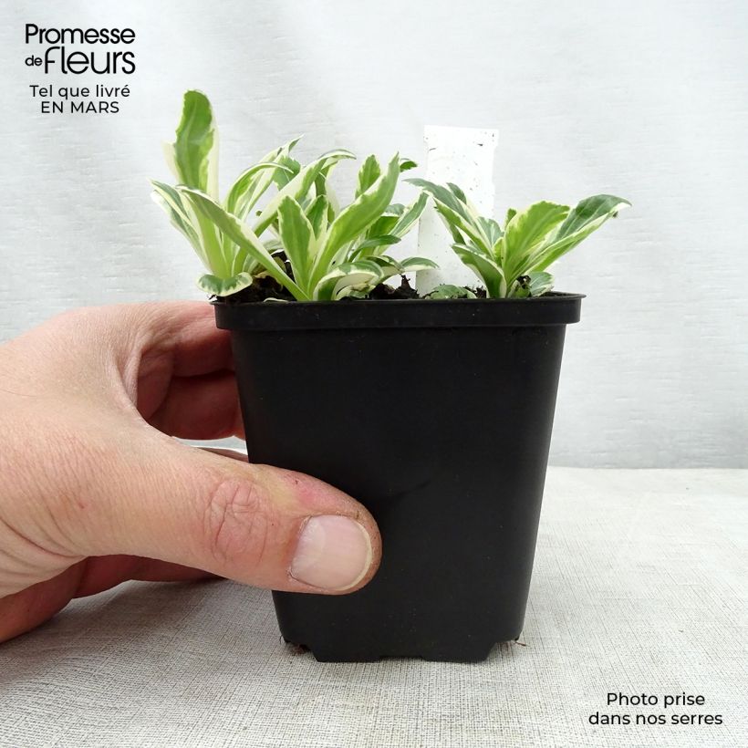 Example of Veronica gentianoides Variegata Vasetto da 8/9 cm as you get in printemps