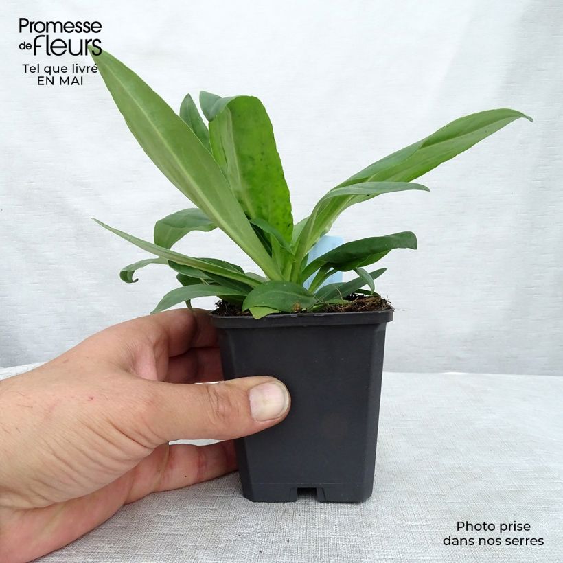 Example of Veronica gentianoides Vasetto da 8/9 cm as you get in printemps