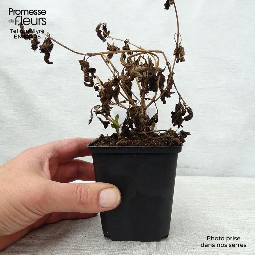 Veronica longifolia Blauriesin Vasetto da 8/9 cm esemplare consegnato in primavera