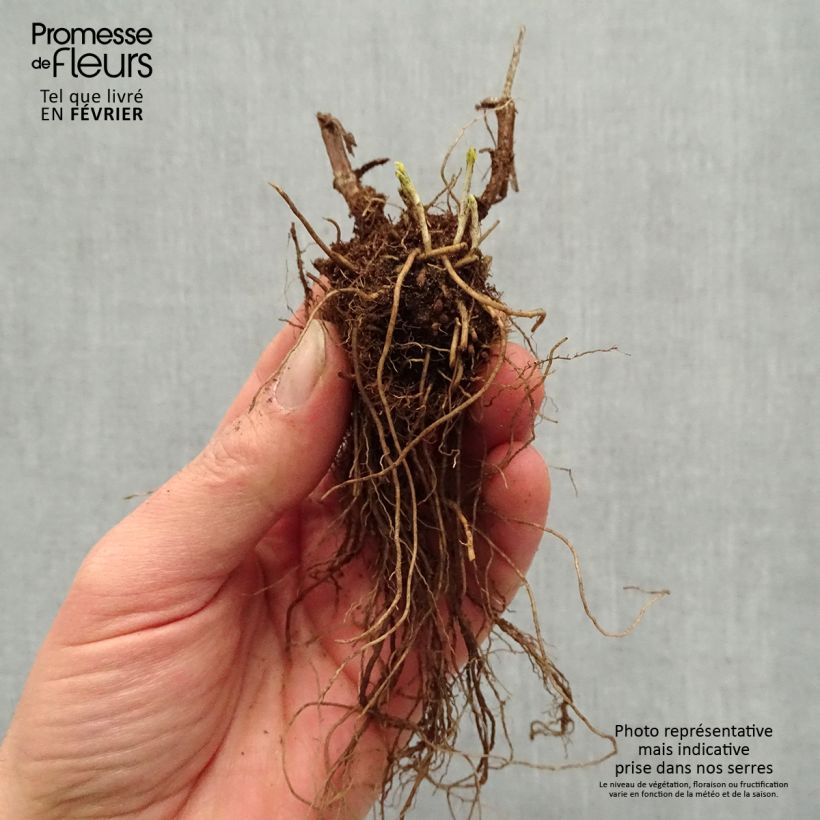 Veronica longifolia First Glory Piante piccole a radice nuda esemplare consegnato in inverno