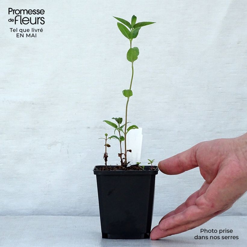 Example of Veronica longifolia Marietta Vasetto da 8/9 cm as you get in printemps