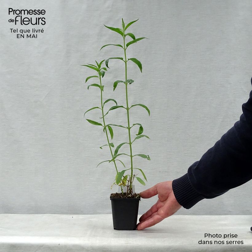 Veronica longifolia Schneeriesin Vasetto da 8/9 cm esemplare consegnato in primavera