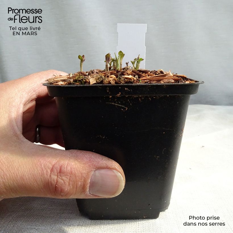 Veronica longifolia - Veronica a foglie lunge Vasetto da 8/9 cm esemplare consegnato in primavera