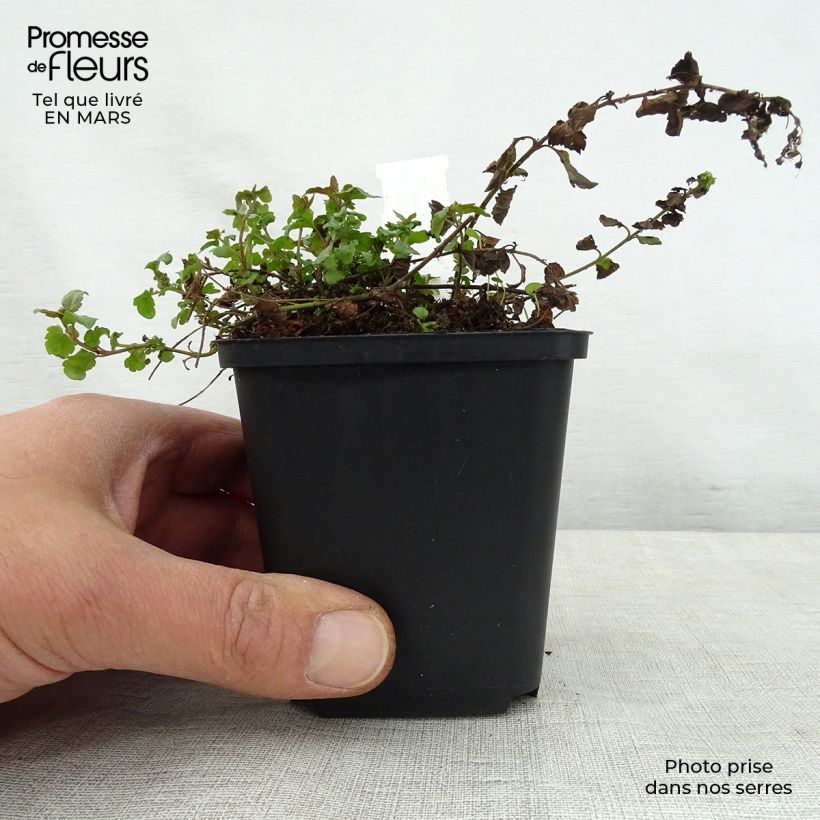 Veronica petraea Madame Mercier Vasetto da 8/9 cm esemplare consegnato in primavera