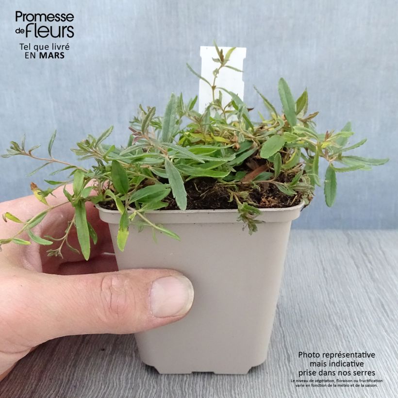 Example of Veronica prostrata Alba Vasetto da 8/9 cm as you get in printemps
