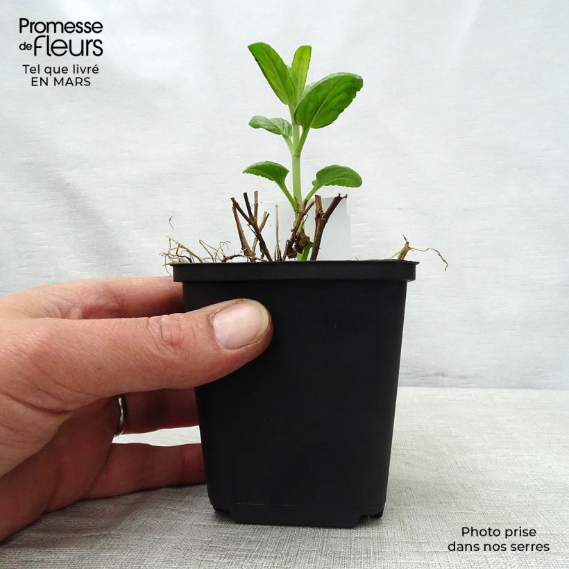 Veronica spicata Alba Vasetto da 8/9 cm esemplare consegnato in primavera