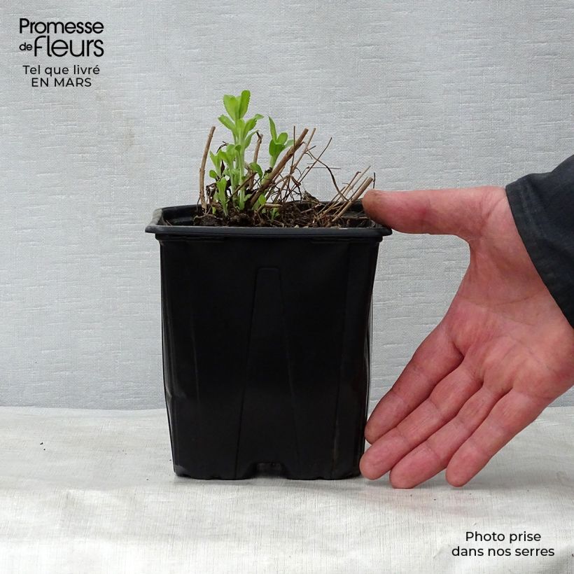 Veronica spicata Alba Vaso da 2L/3L esemplare consegnato in primavera