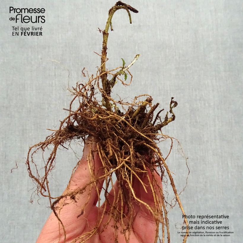 Veronica Baby Blue Piante piccole a radice nuda esemplare consegnato in inverno