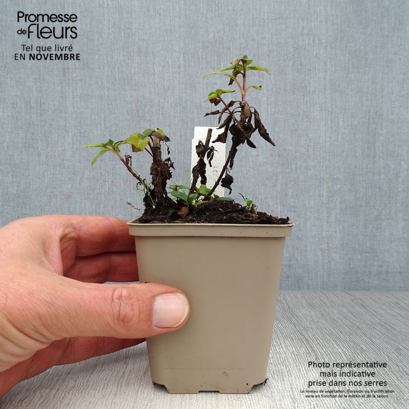 Esemplare di Veronica spicata Blue Candles Vasetto da 8/9 cm come consegnato in autunno