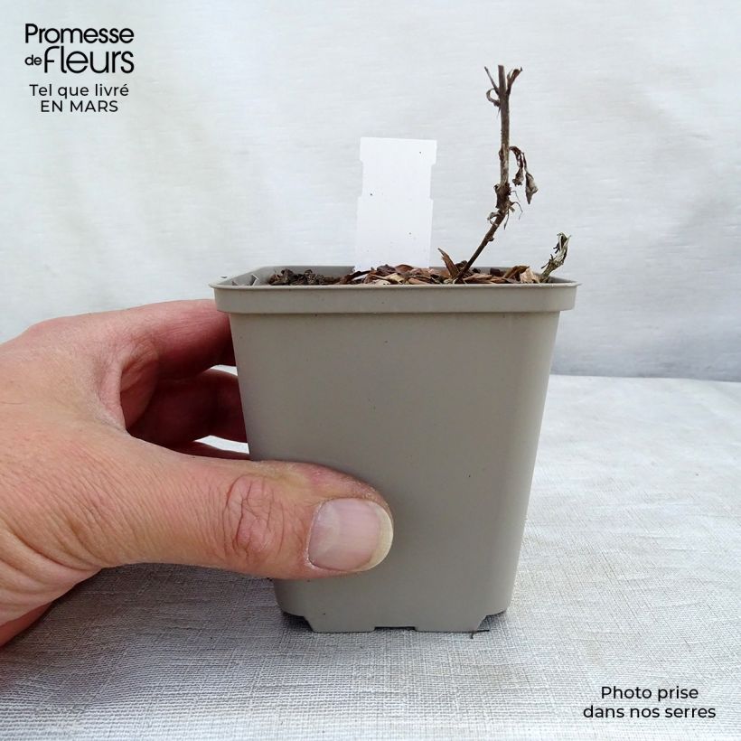 Veronica spicata Bubblegum Candles Vasetto da 8/9 cm esemplare consegnato in primavera