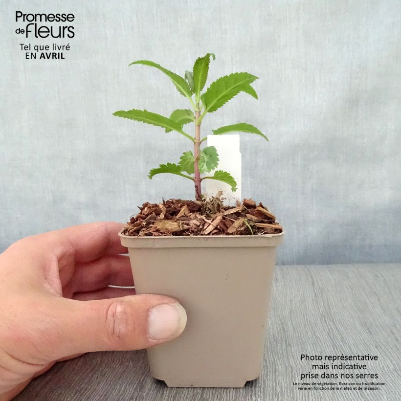 Veronica First Love Vasetto da 8/9 cm esemplare consegnato in primavera