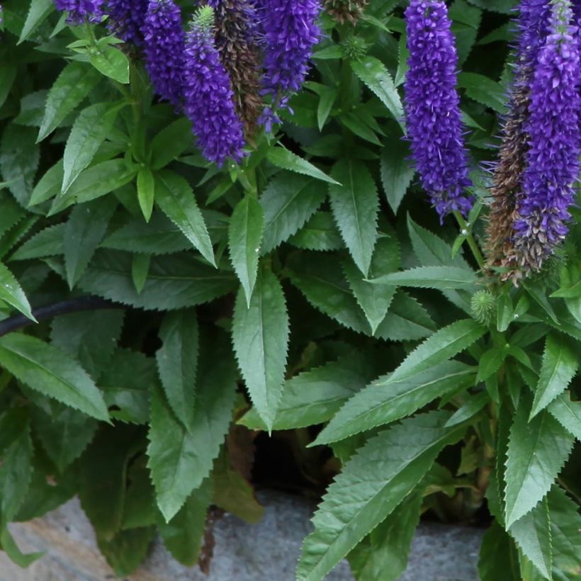 Veronica spicata Royal Candles (Foliage)