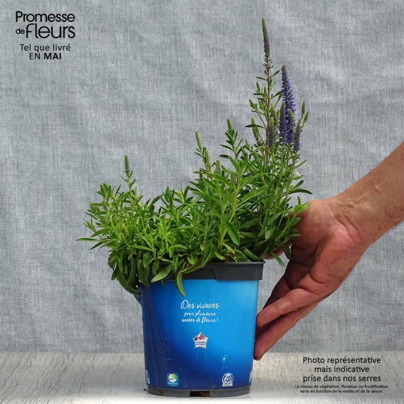 Example of Veronica spicata Nana Blue Vaso da 2L/3L as you get in printemps