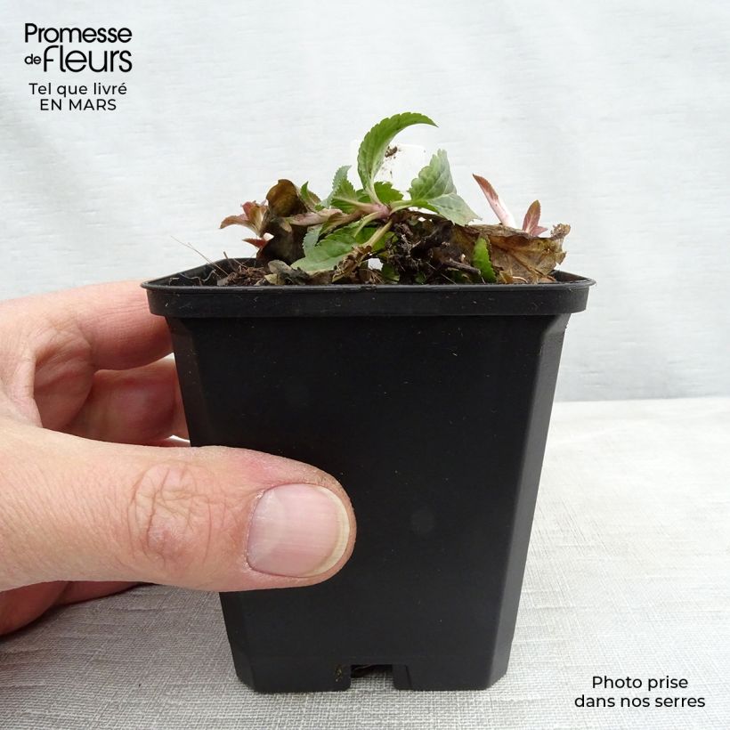 Example of Veronica spicata Royal Candles Vasetto da 8/9 cm as you get in printemps