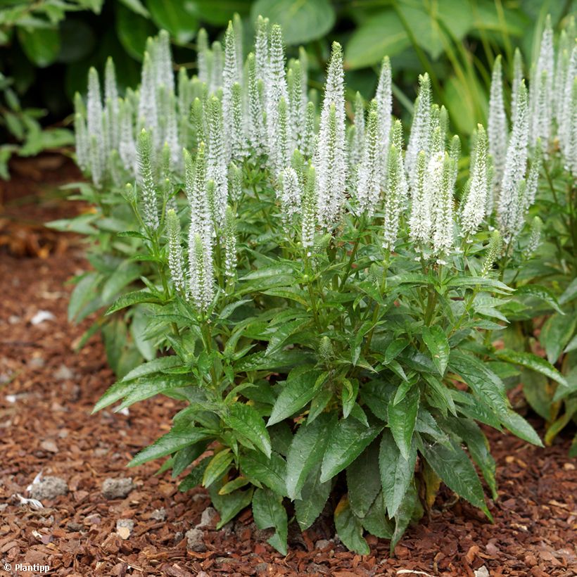 Veronica spicata Snow Candles (Porto)