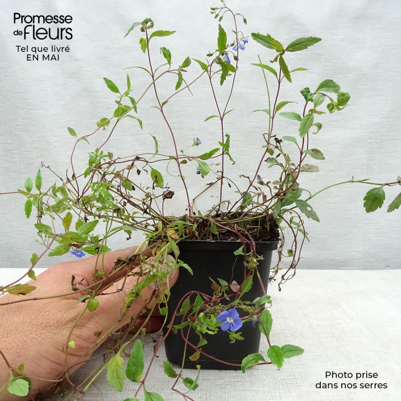 Veronica umbrosa Georgia Blue Vasetto da 8/9 cm esemplare consegnato in primavera