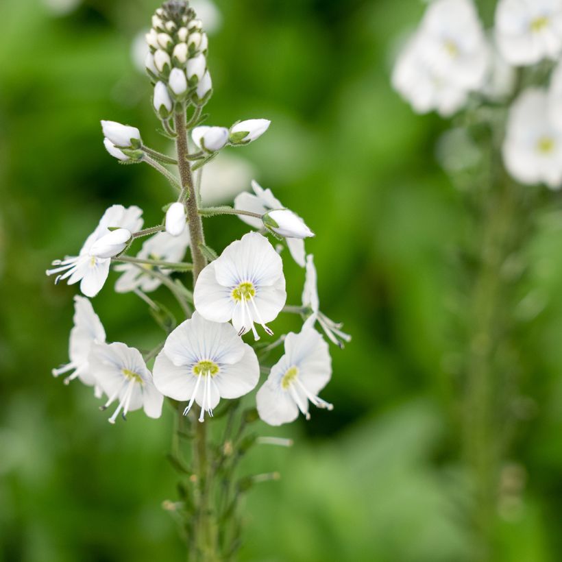 Veronica gentianoides Tissington White (Fioritura)