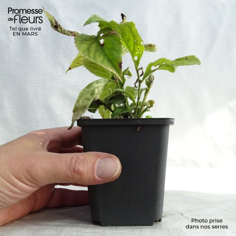 Veronicastrum villosulum Vasetto da 8/9 cm esemplare consegnato in primavera