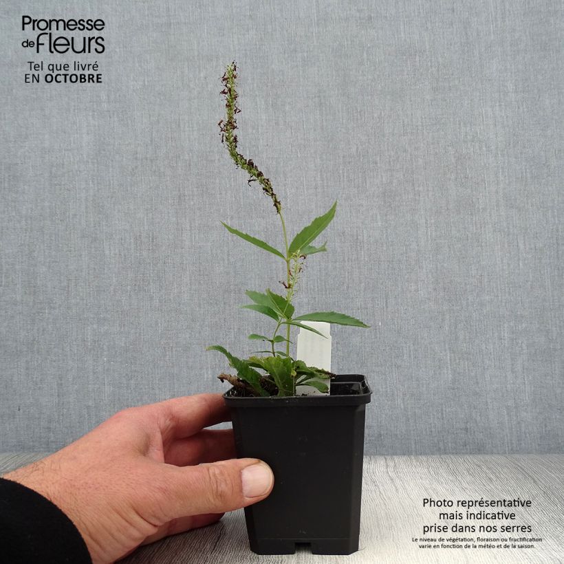 Esemplare di Veronicastrum virginicum Adoration Vasetto da 8/9 cm come consegnato in autunno