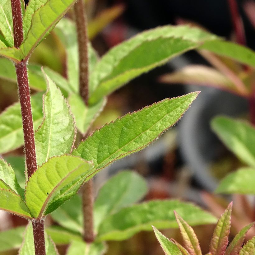 Veronicastrum virginicum Adoration (Fogliame)