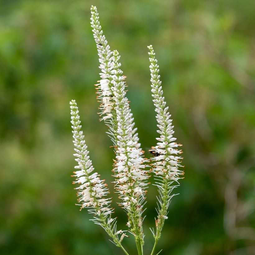 Veronicastrum virginicum Diane (Flowering)