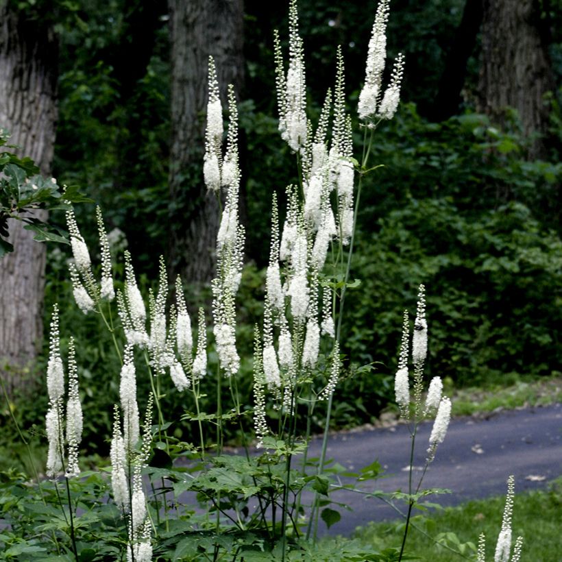 Veronicastrum virginicum Diane (Plant habit)