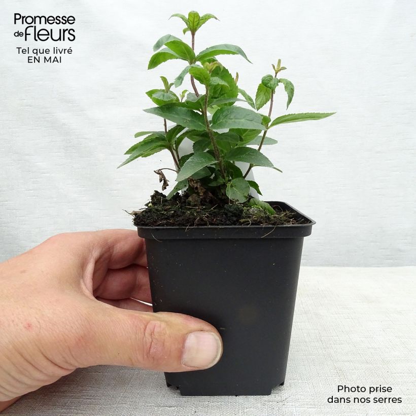 Example of Veronicastrum virginicum Erica Vasetto da 8/9 cm as you get in printemps