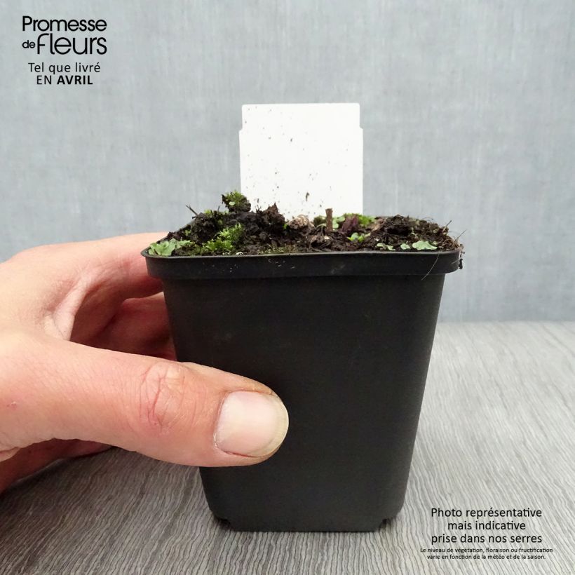 Example of Veronicastrum virginicum Fascination Vasetto da 8/9 cm as you get in printemps