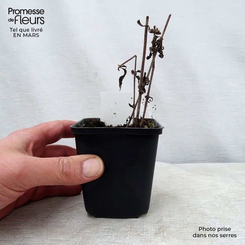 Example of Veronicastrum virginicum Pink Glow Vasetto da 8/9 cm as you get in printemps