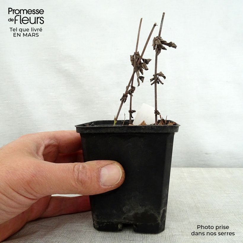 Veronicastrum virginicum Spring Dew Vasetto da 8/9 cm esemplare consegnato in primavera