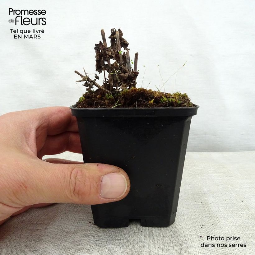 Veronicastrum virginicum Temptation Vasetto da 8/9 cm esemplare consegnato in primavera