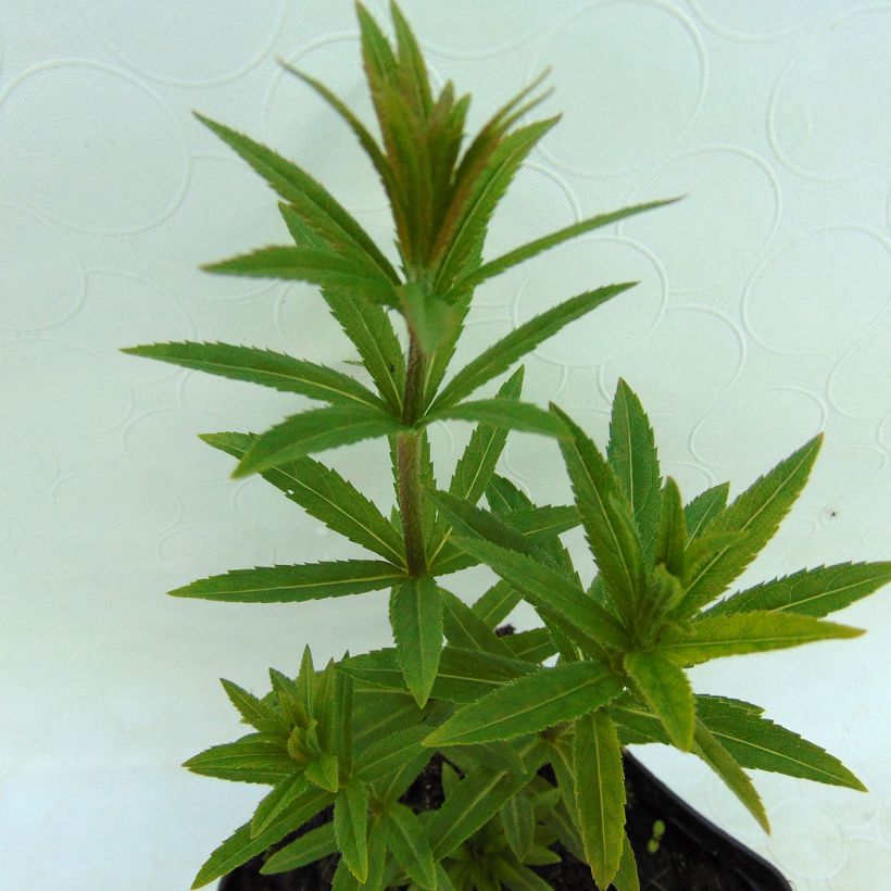 Veronicastrum virginicum var. album (Foliage)