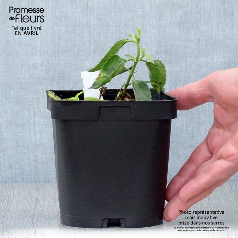 Example of Veronicastrum virginicum var. album Vaso da 2L/3L as you get in printemps