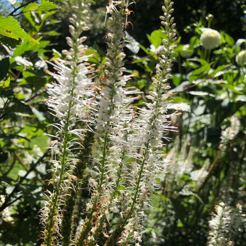 Veronicastrum virginicum var. album (Flowering)