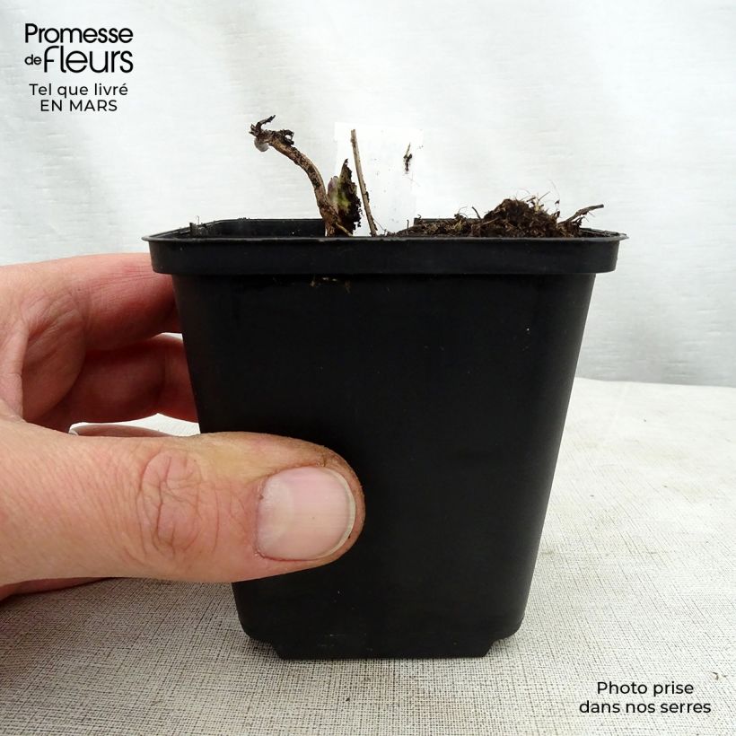 Veronicastrum virginicum Apollo Vasetto da 8/9 cm esemplare consegnato in primavera