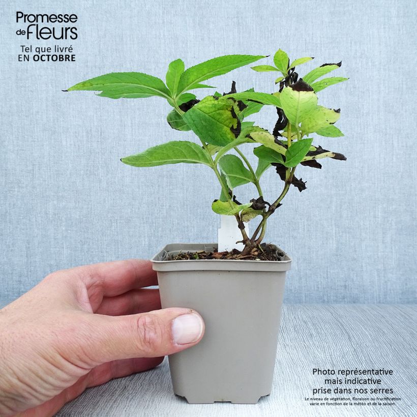 Esemplare di Veronicastrum virginicum Apollo Vasetto da 8/9 cm come consegnato in autunno