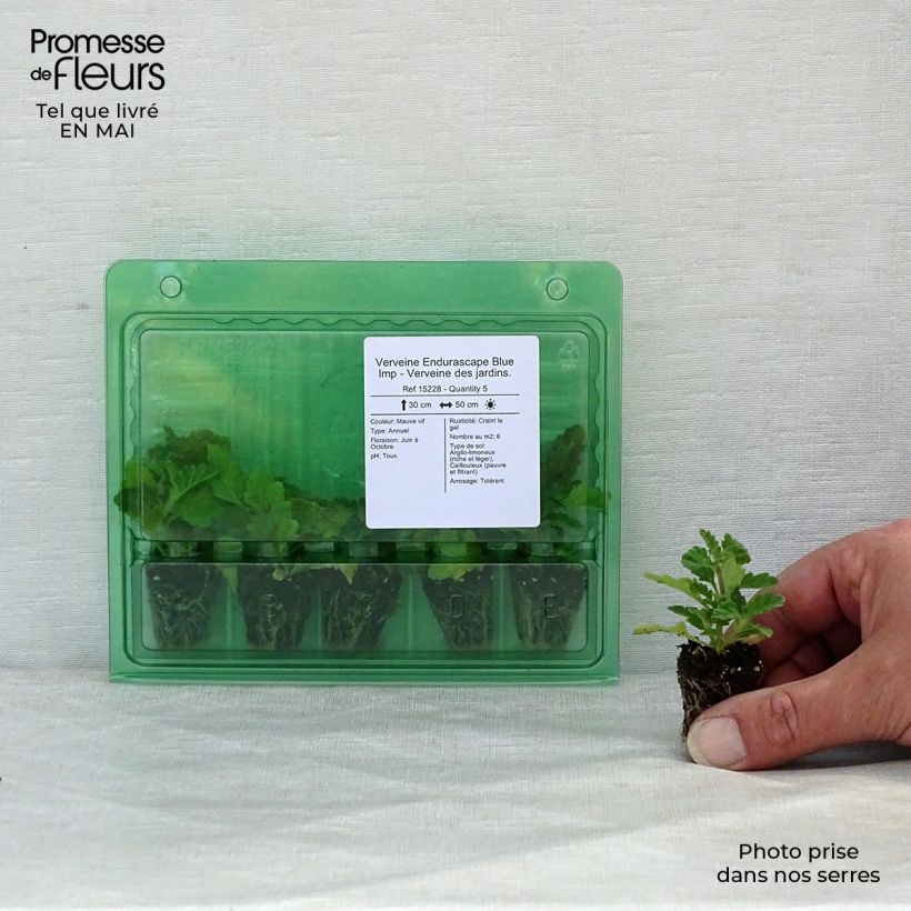 Example of Verbena Endurascape Blue Imp mini zolla... as you get in printemps