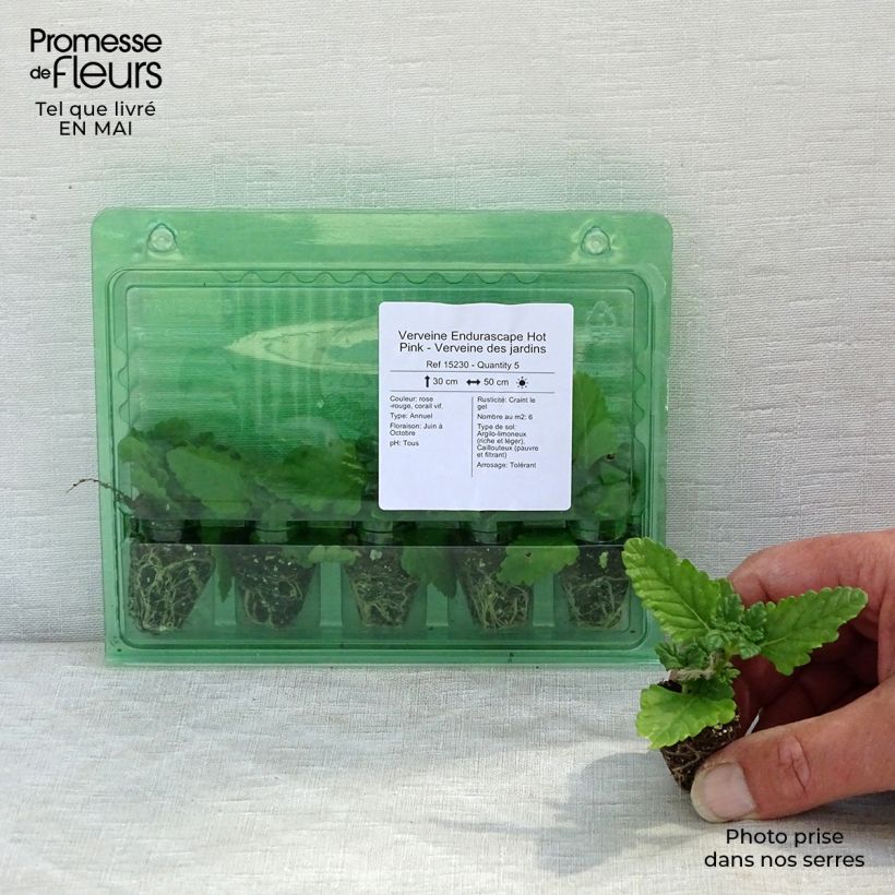 Example of Verbena Endurascape Hot Pink mini zolla... as you get in printemps