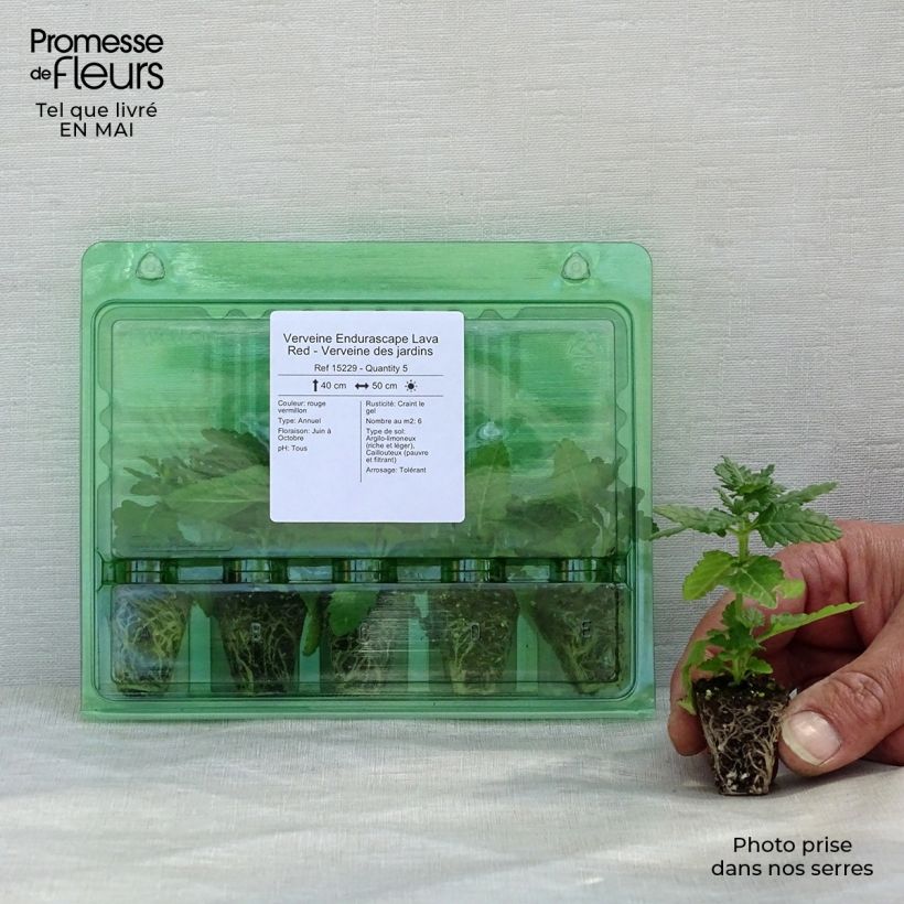 Verbena Endurascape Lava Red mini zolla... esemplare consegnato in primavera