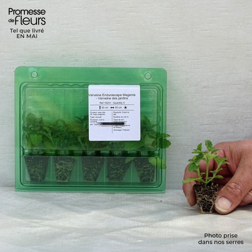 Example of Verbena Endurascape Magenta mini zolla... as you get in printemps