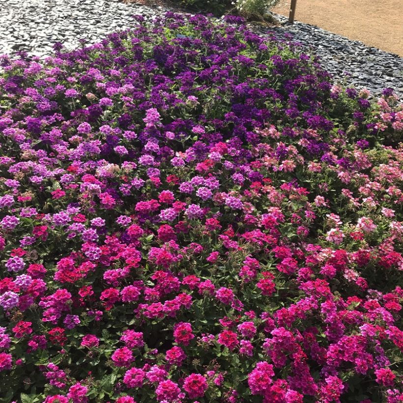 Verbena Endurascape Magenta (Plant habit)
