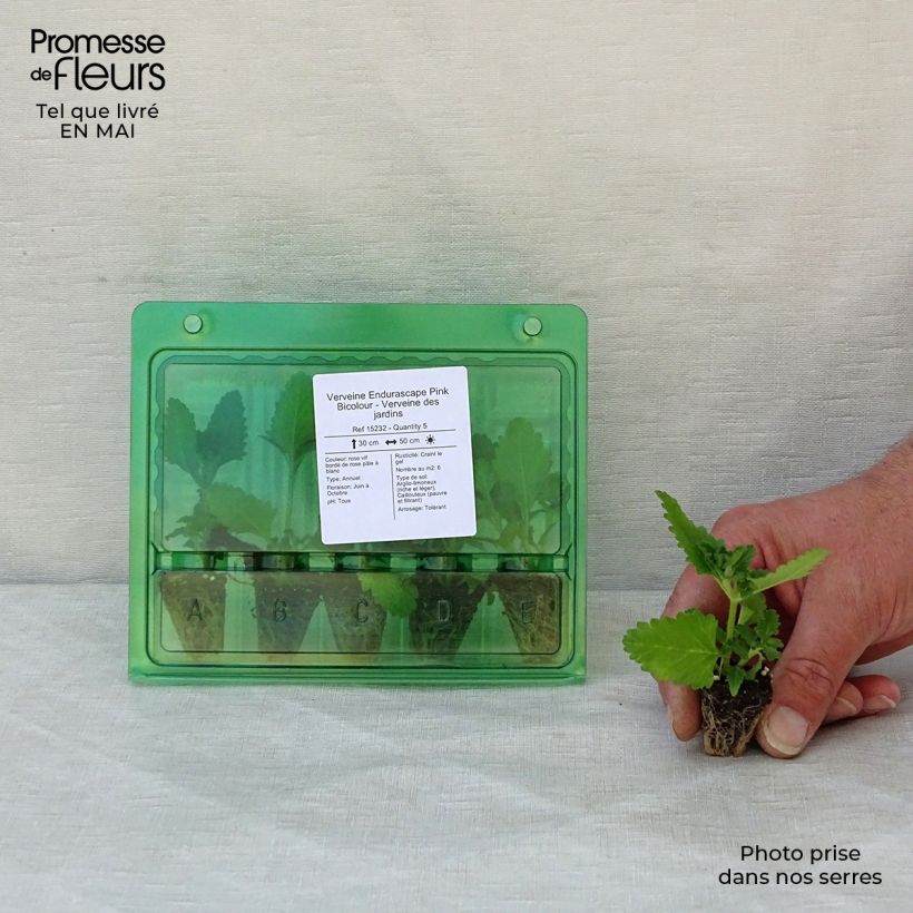 Verbena Endurascape Pink Bicolour mini zolla... esemplare consegnato in primavera