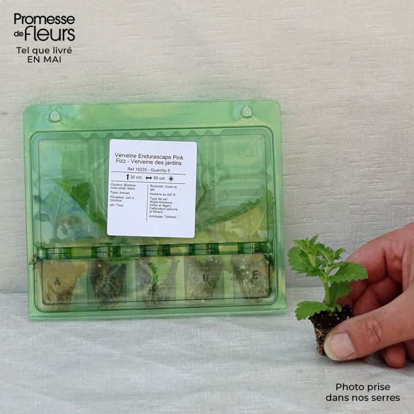 Example of Verbena Endurascape Pink Fizz mini zolla... as you get in printemps