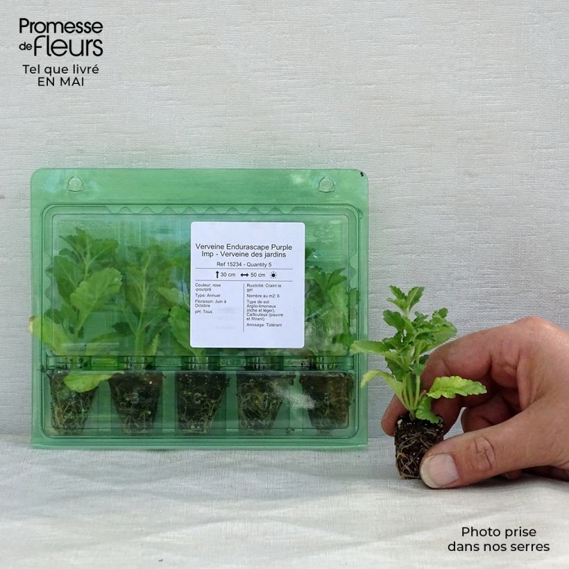 Verbena Endurascape Purple Imp mini zolla... esemplare consegnato in primavera