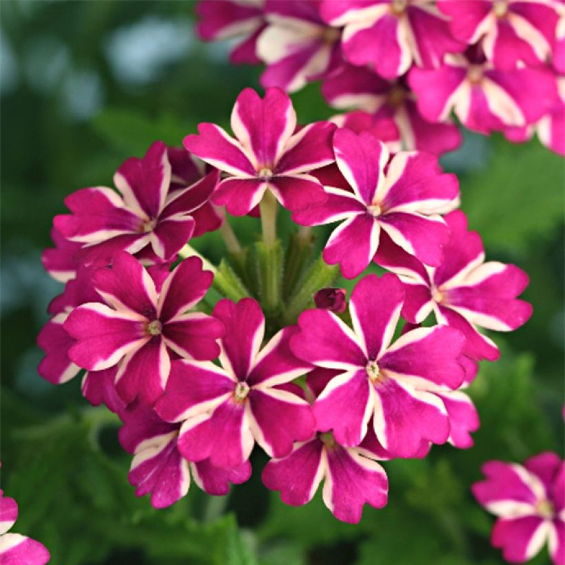 Verbena Estrella Merlot Star. (Flowering)