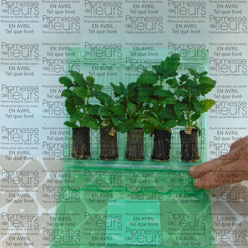 Example of Verbena Estrella Merlot Star. mini zolla... as you get