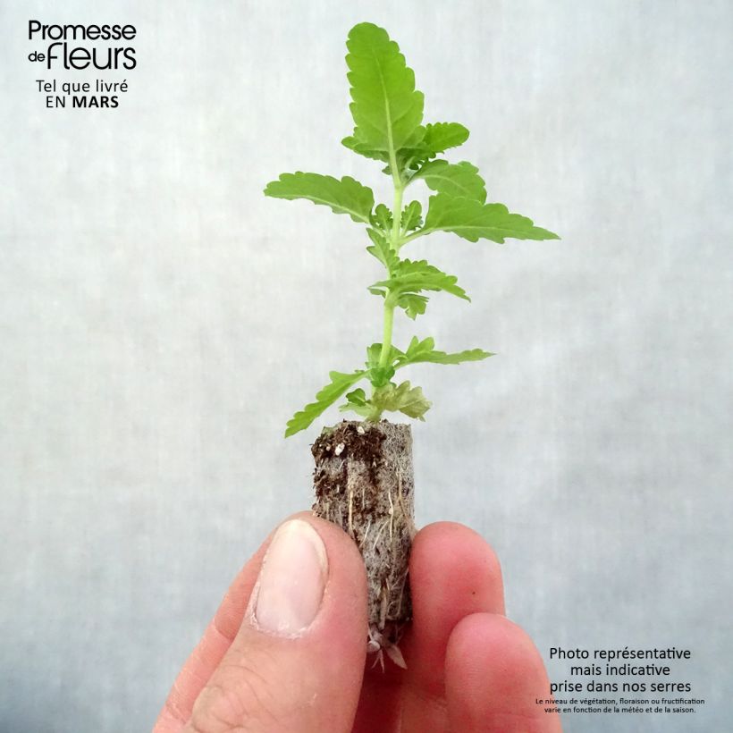 Verbena Estrella Voodoo Red Star mini zolla... esemplare consegnato in primavera