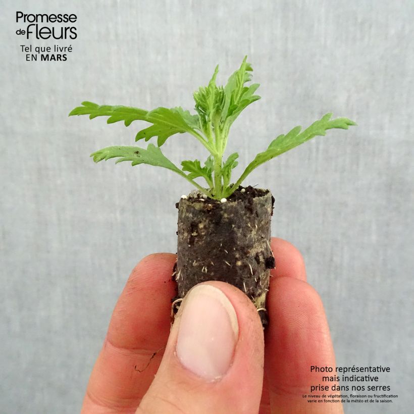 Example of Verbena Lavender White Mini zolla Ø 1,5/2,5 cm as you get in printemps