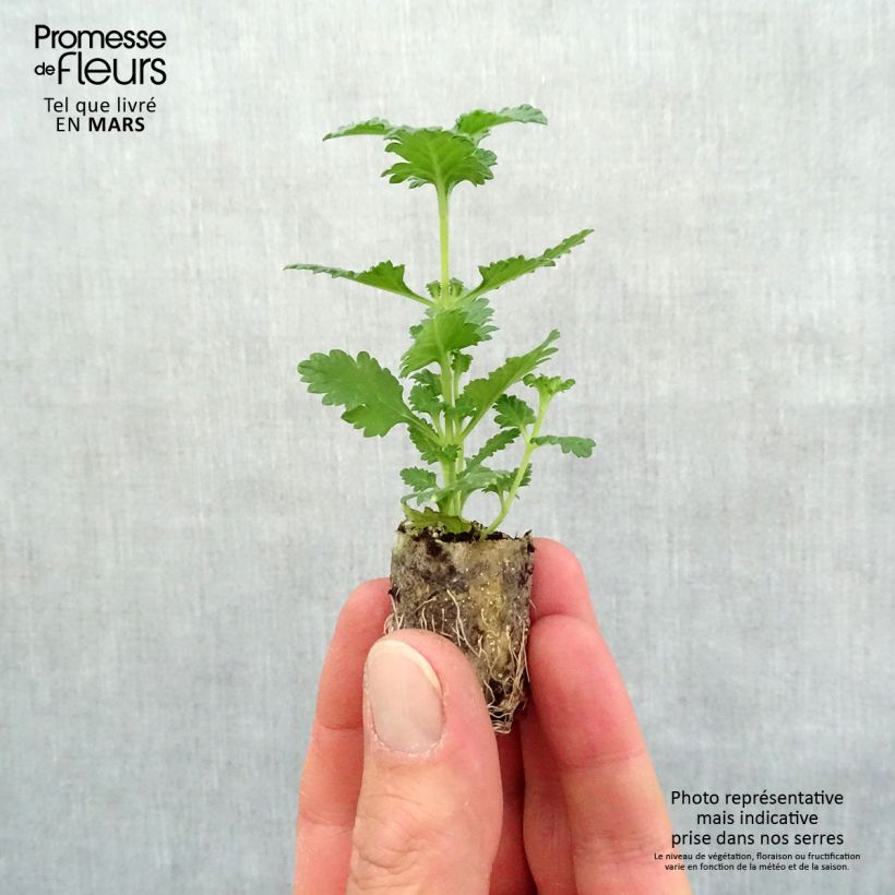 Verbena Superbena Royale Peachy Keen Mini zolla Ø 1,5/2,5 cm esemplare consegnato in primavera