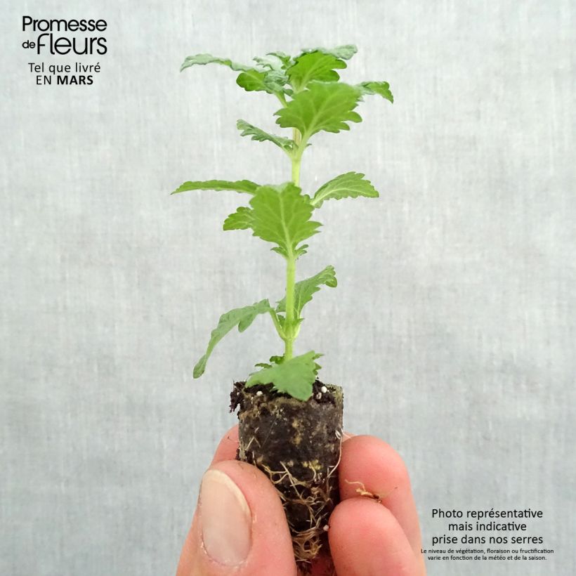 Verbena Superbena Royale Red Mini zolla Ø 1,5/2,5 cm esemplare consegnato in primavera